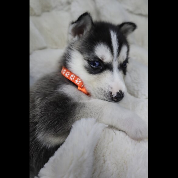 Siberian Husky