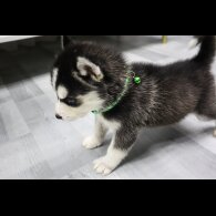 Siberian Husky