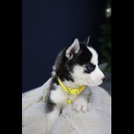 Siberian Husky