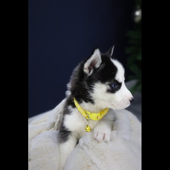 Siberian Husky