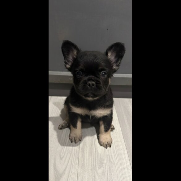 French Bulldog