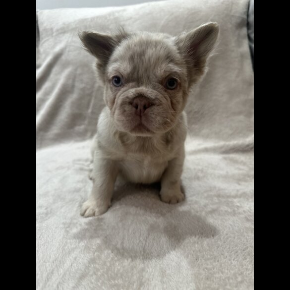 French Bulldog