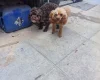 Cockapoo