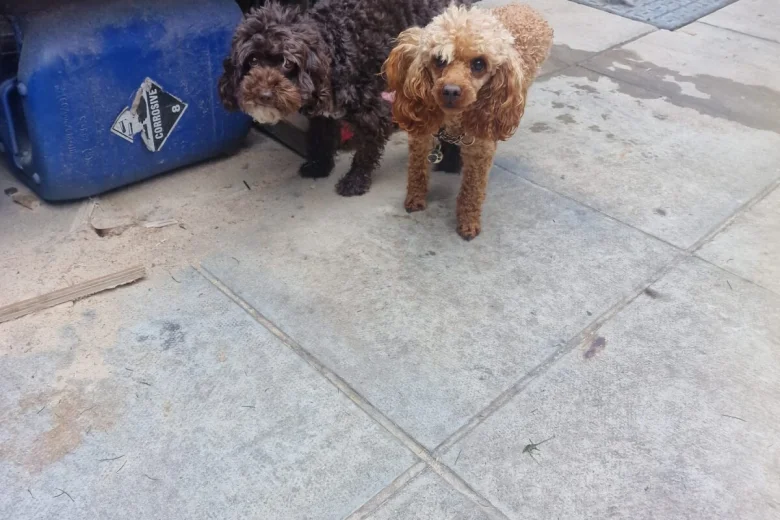 Cockapoo
