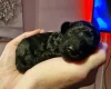 Cockapoo