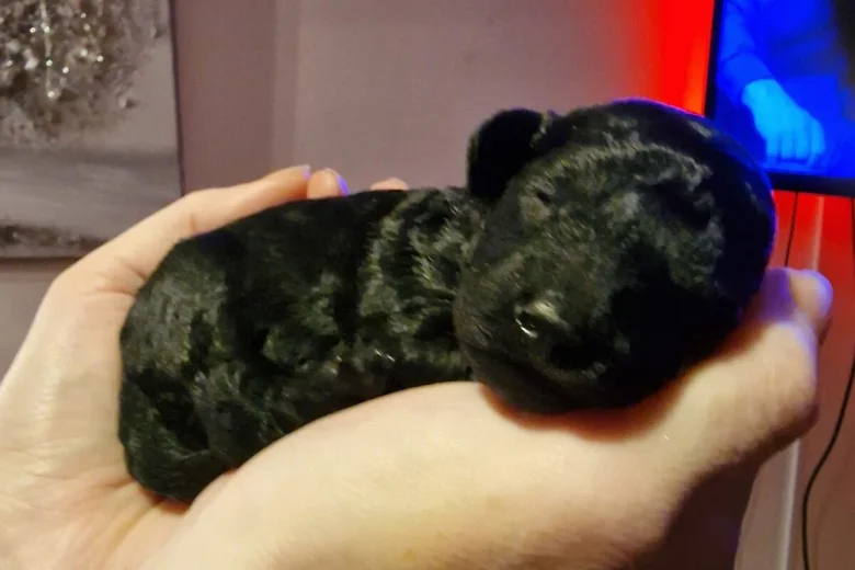 Cockapoo