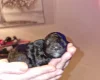 Cockapoo