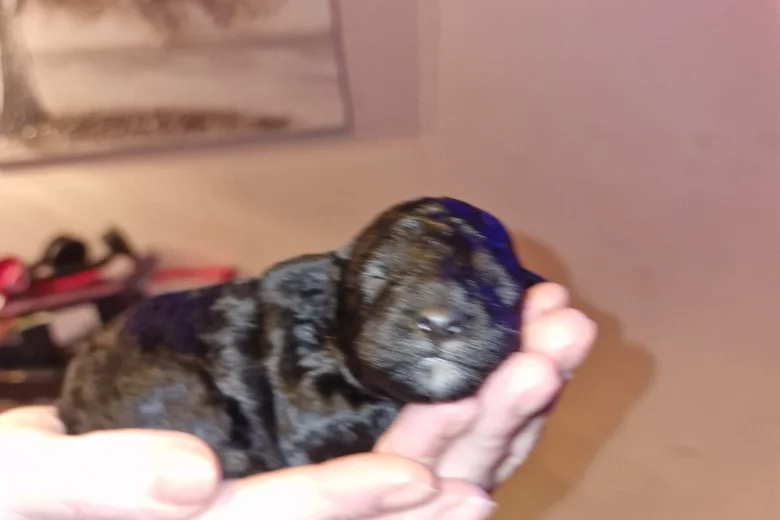 Cockapoo