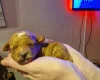 Cockapoo