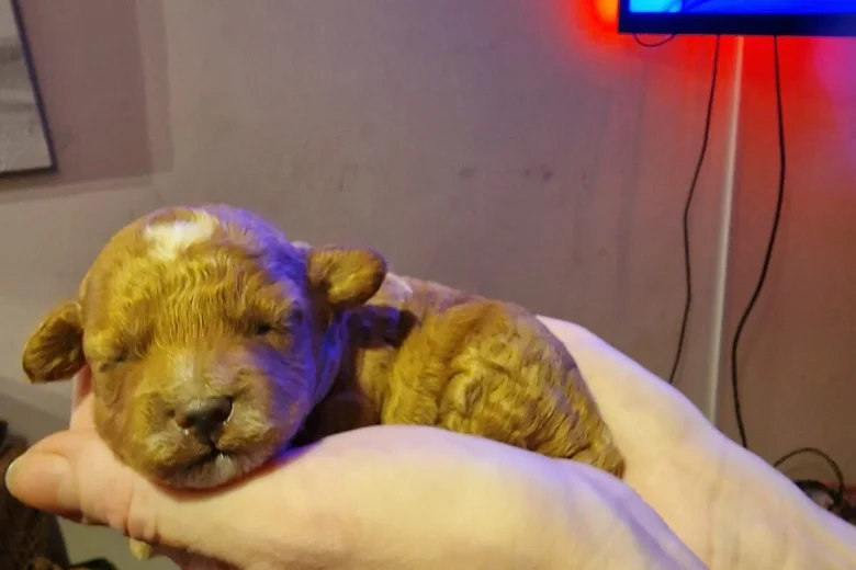 Cockapoo