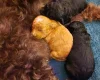 Cockapoo