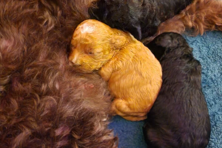 Cockapoo