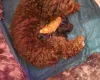 Cockapoo