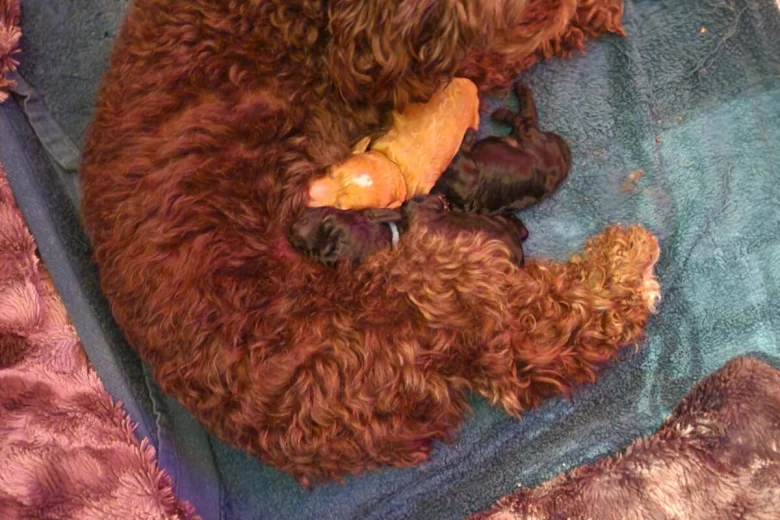 Cockapoo