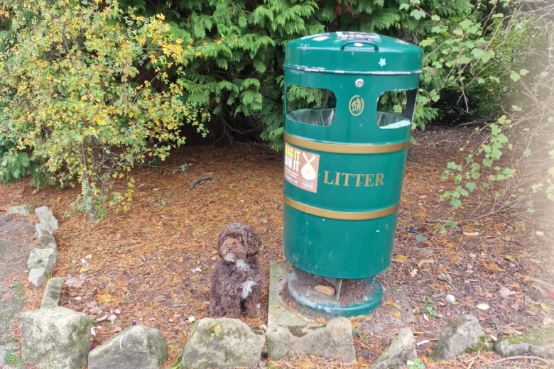 Cockapoo