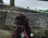 Cockapoo