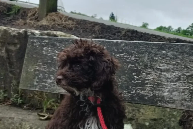 Cockapoo