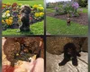Cockapoo
