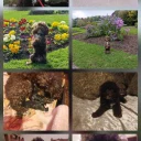 Cockapoo