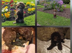 Cockapoo