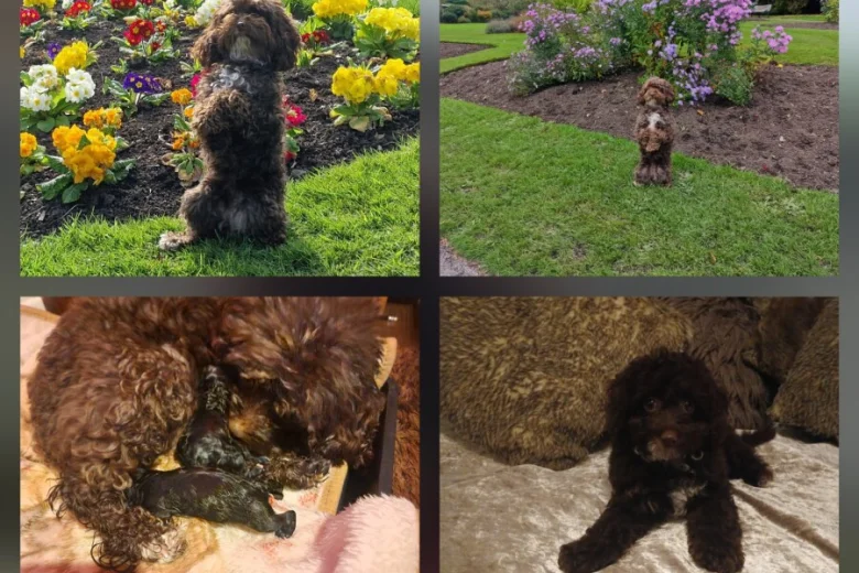 Cockapoo