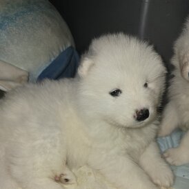 Samoyed