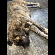 English Mastiff