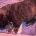 English Mastiff