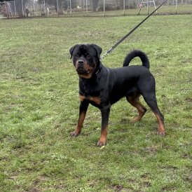 Rottweiler