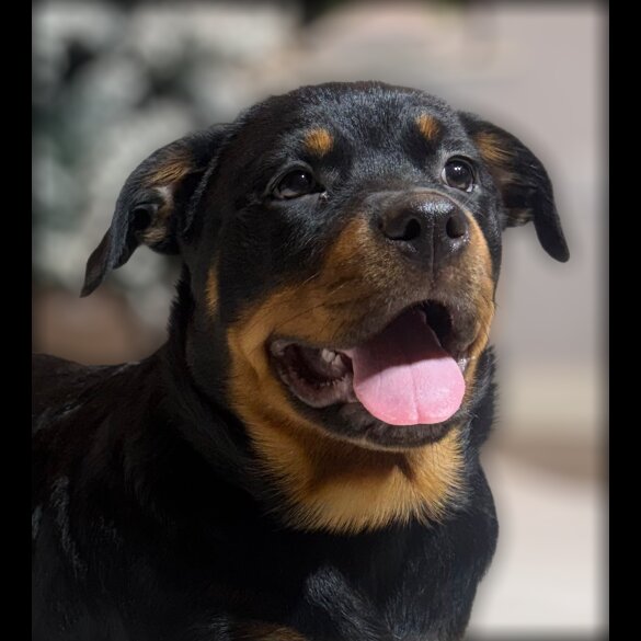 Rottweiler