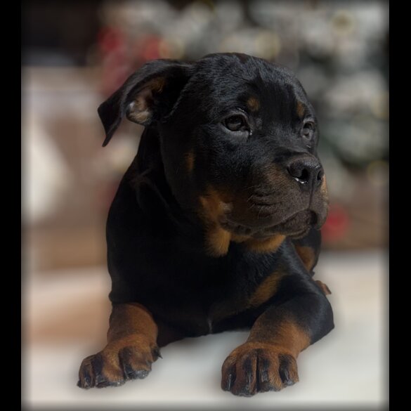 Rottweiler