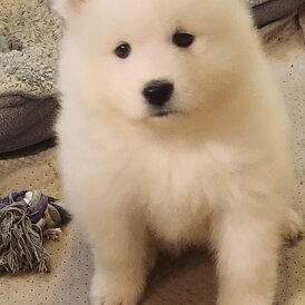 Samoyed