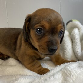 Dachshund (Miniature Smooth Haired)