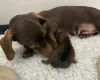 Dachshund (Miniature Smooth Haired)