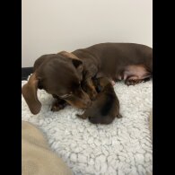 Dachshund (Miniature Smooth Haired)