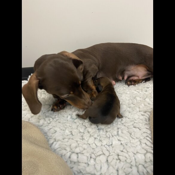 Dachshund (Miniature Smooth Haired)