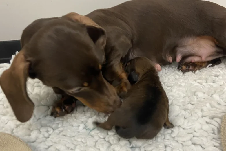 Dachshund (Miniature Smooth Haired)