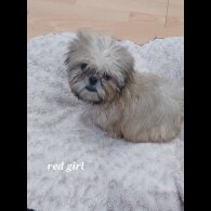 Shih Tzu