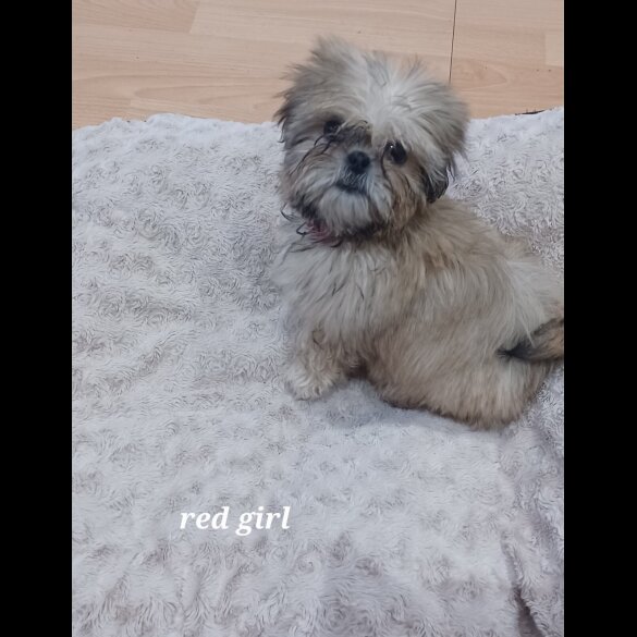 Shih Tzu