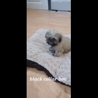 Shih Tzu