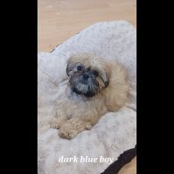 Shih Tzu