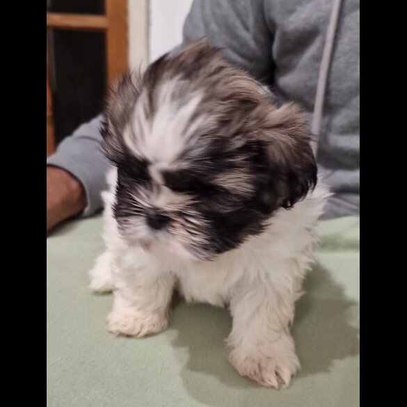 Shih Tzu