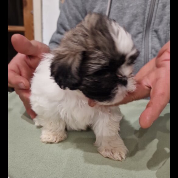 Shih Tzu