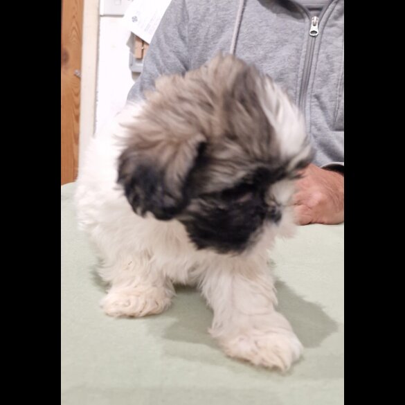 Shih Tzu