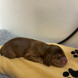 Cocker Spaniel (Show)