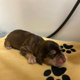 Cocker Spaniel (Show)