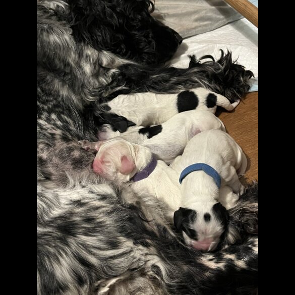 Cocker Spaniel (Show)