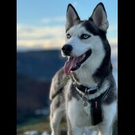 Siberian Husky