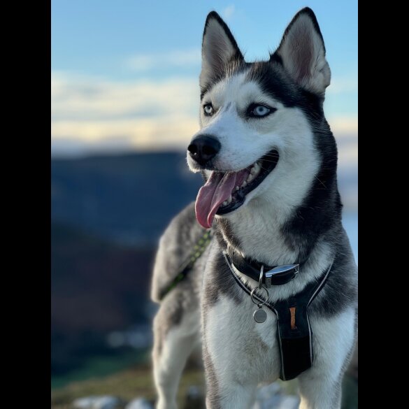 Siberian Husky