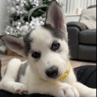 Siberian Husky